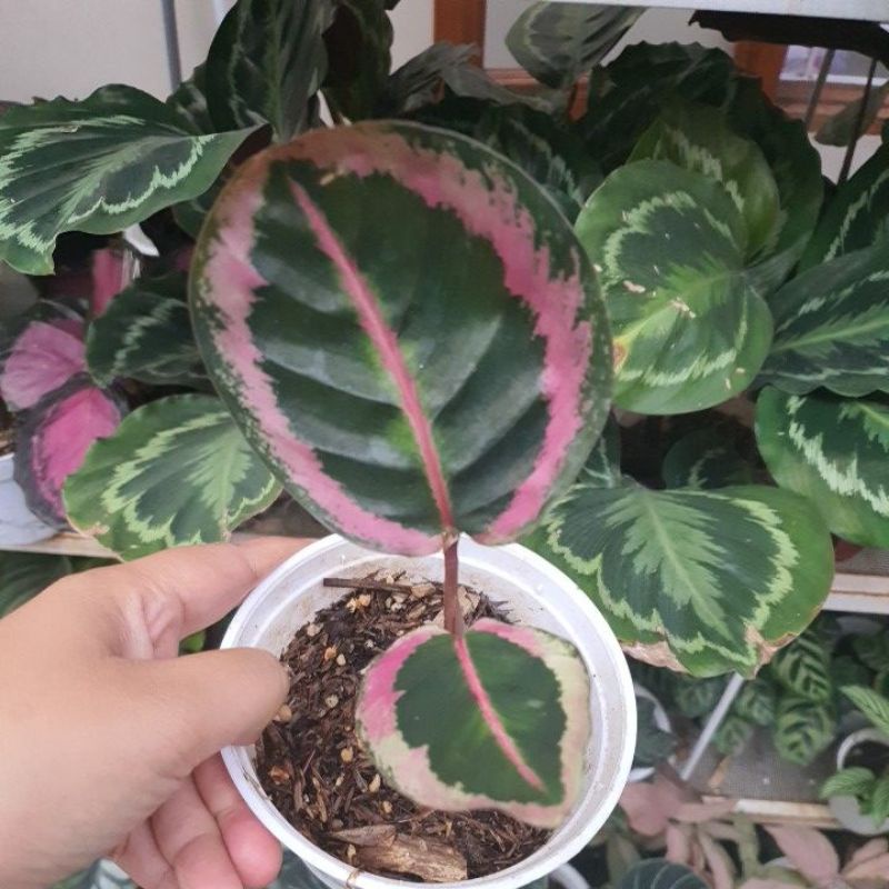 Calathea Angela