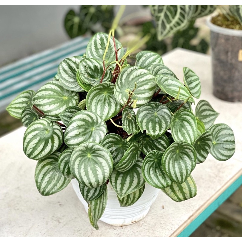 Tanaman hias watermelon-tanaman hidup-paperomia -tanaman hias hidup-tanaman hidup(bunga hidup-bunga 