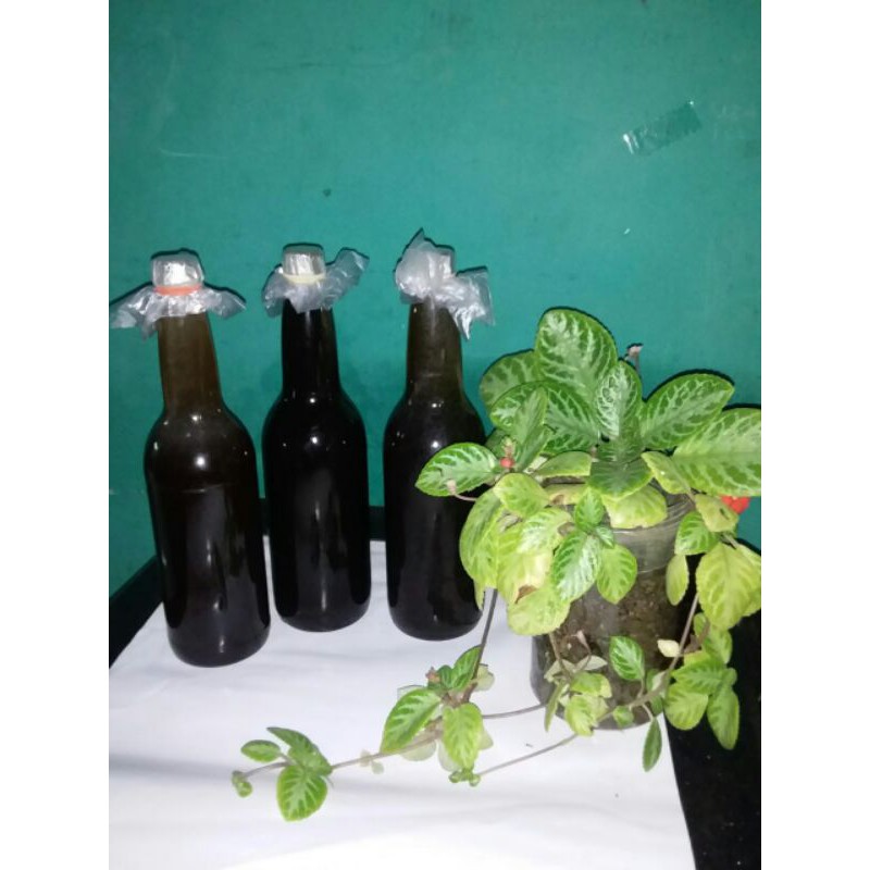 

madu hitam tawon liar