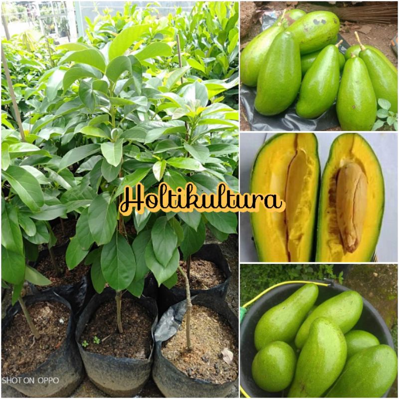 Bibit buah alpukat siger alpukat sibatu Holtikultura tanaman