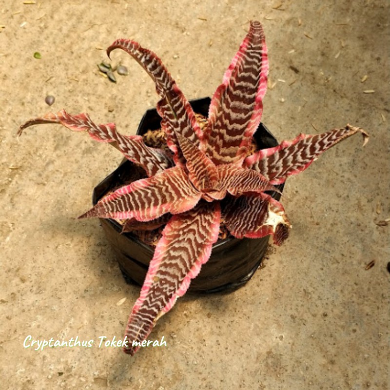 Tanaman Hias Cryptanthus Tokek Merah