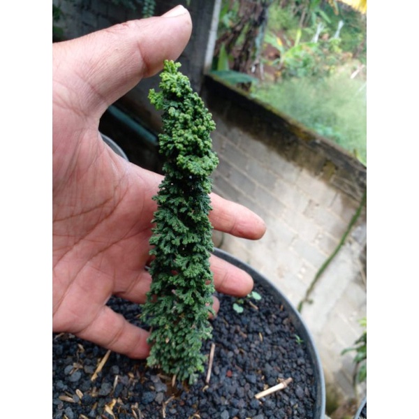 Cemara Sekka Hinoki/ Cemara Sekka Inoki/ Sekka Hinoki