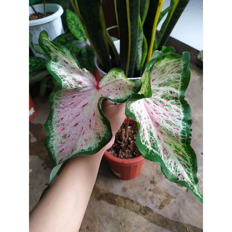 Keladi Pink Ratana