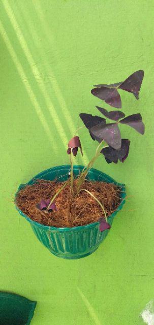 Tanaman Hias Gantung Kupu Kupu - Oxalis Triangularis