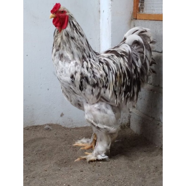 telur tetas ayam brahma