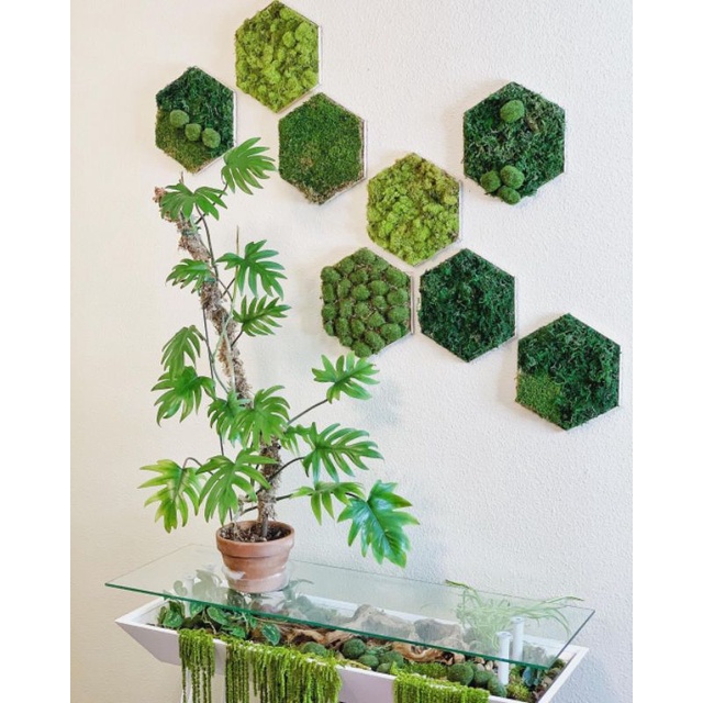 philodendron mayoi~philo mayoi