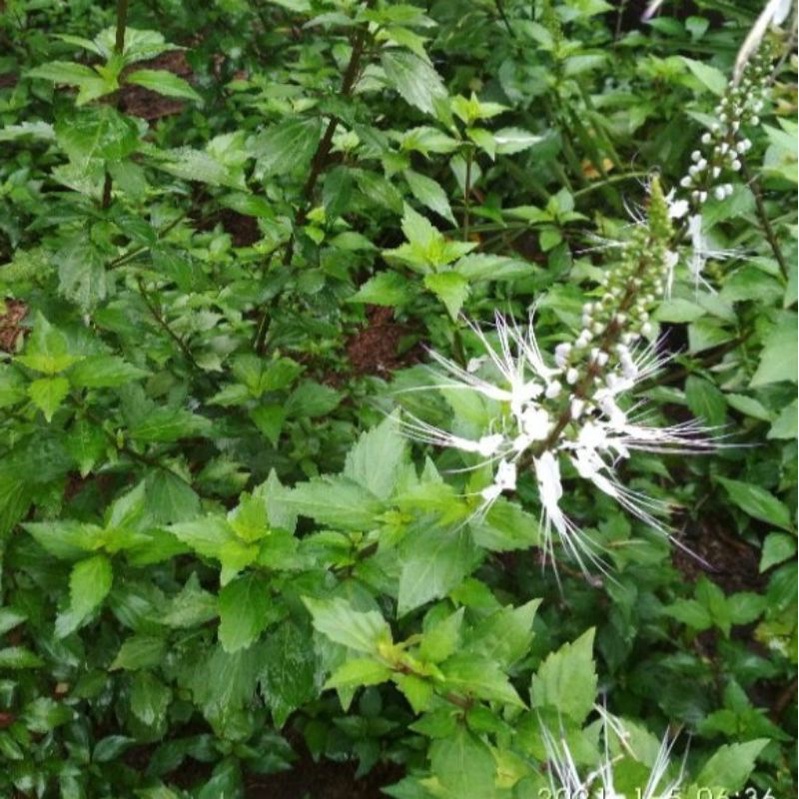 

Daun Kumis Kucing Segar 1 Kg Organik Alami Fres