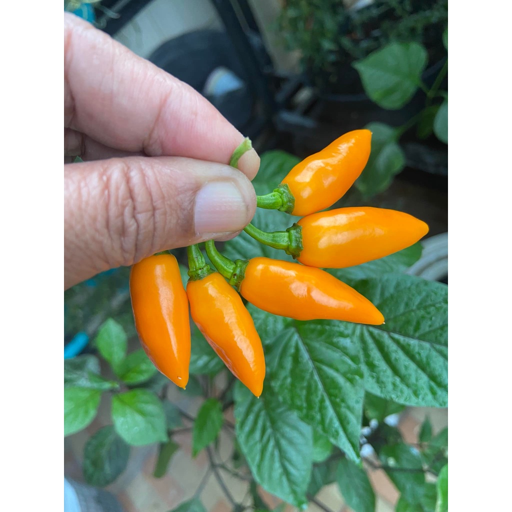 Benih Bibit Biji - Cabai Datil Yellow Cabe Pepper Seeds