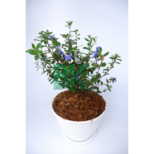 Tanaman hias blue eyes (Nemophila menziesii) baby blue eyes - BAKUL KEMBANG