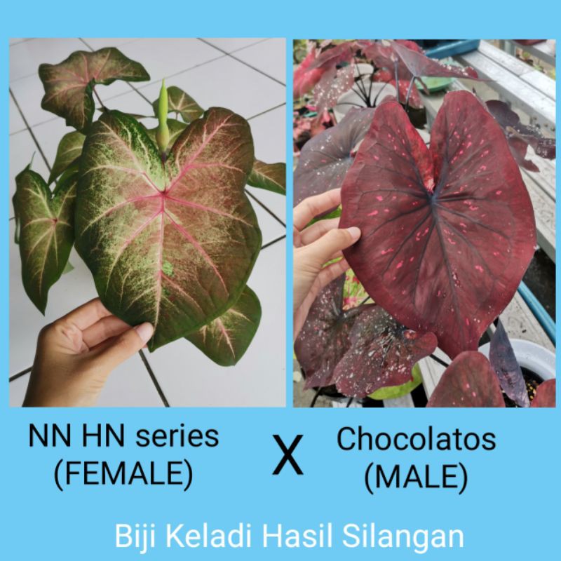biji keladi hasil silangan HN series dan Chocolatos - Benih Caladium Hibrid