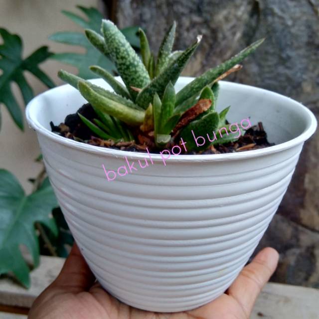 Pot Tawon Pot Bunga Tawon 12 Shopee Indonesia Pot Tawon Pot Bunga Tawon 12 Shopee Indonesia