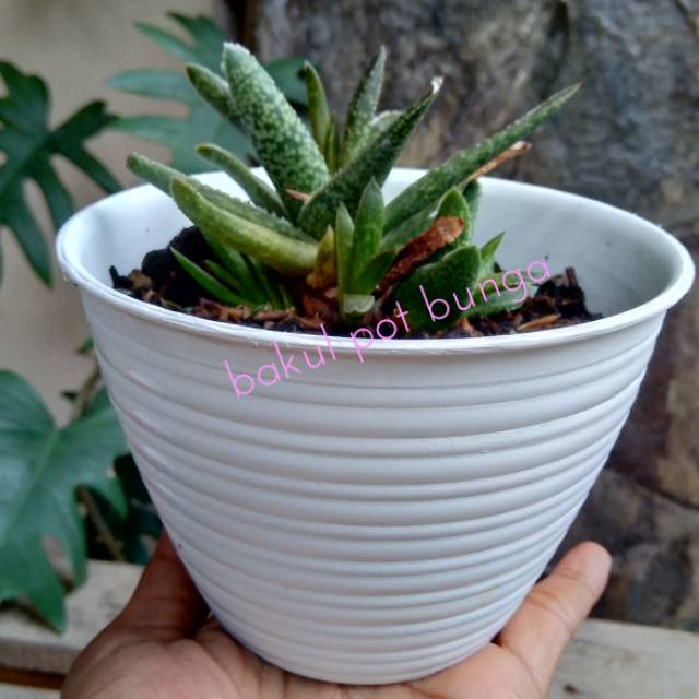  Pot  Tawon  Pot  Bunga Tawon  12 Shopee Indonesia 