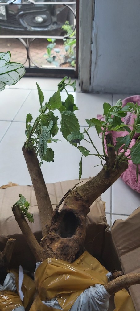 Bunga Lantana Bunga Oren