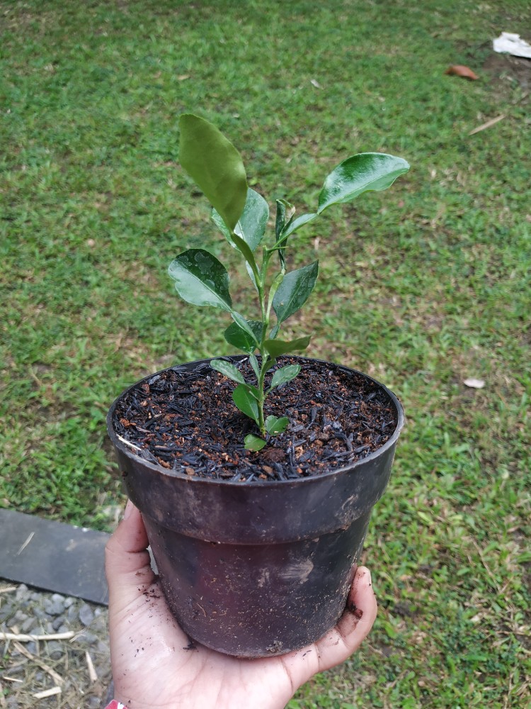 Bibit Buah Jeruk Limo / Limau