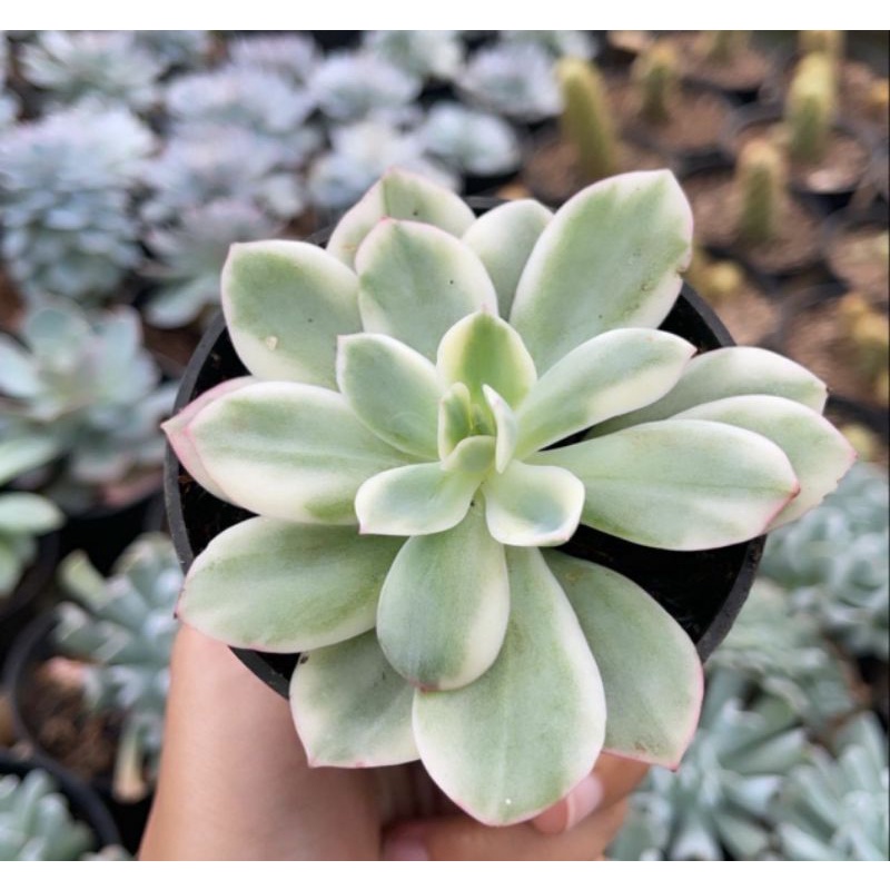 Sukulen Echeveria Lemon Lime White Hijau  Mutasi