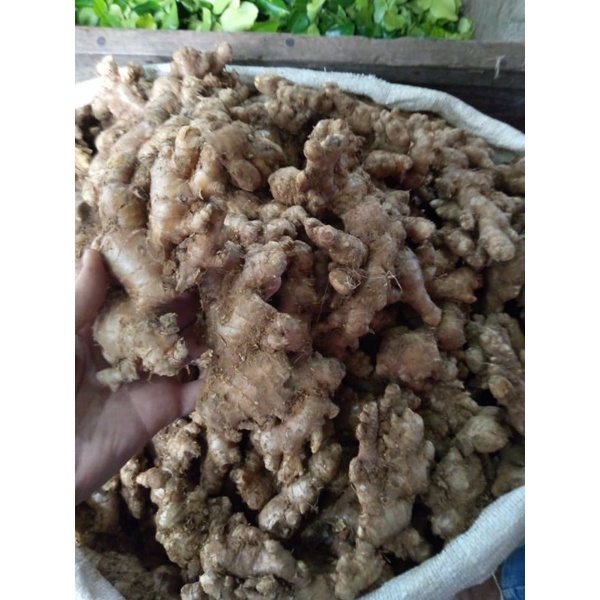 

JAHE EMPRIT JAWA 1KG PILIHAN