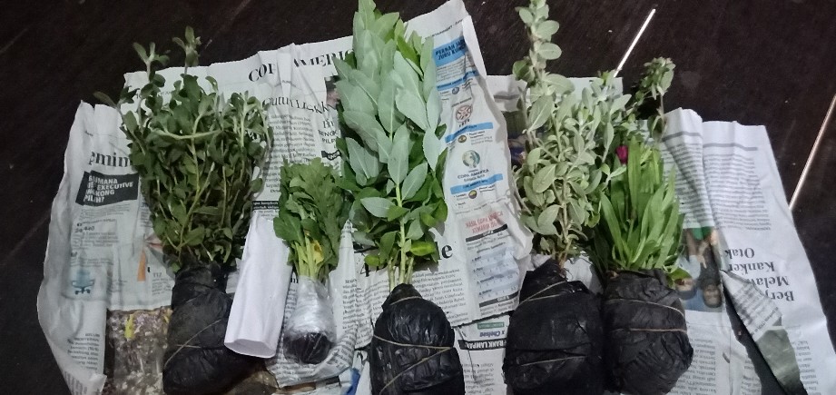 Tanaman Hias Bunga Blue Eyes Atau Baby Blue Rimbun