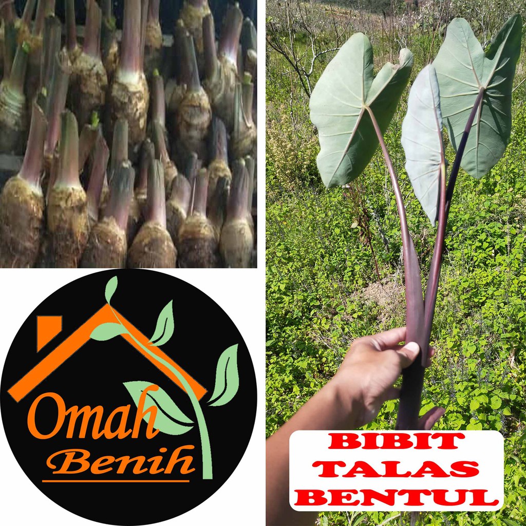 BIBIT TALAS BENTUL UNGU JUMBO ISI 10 BATANG