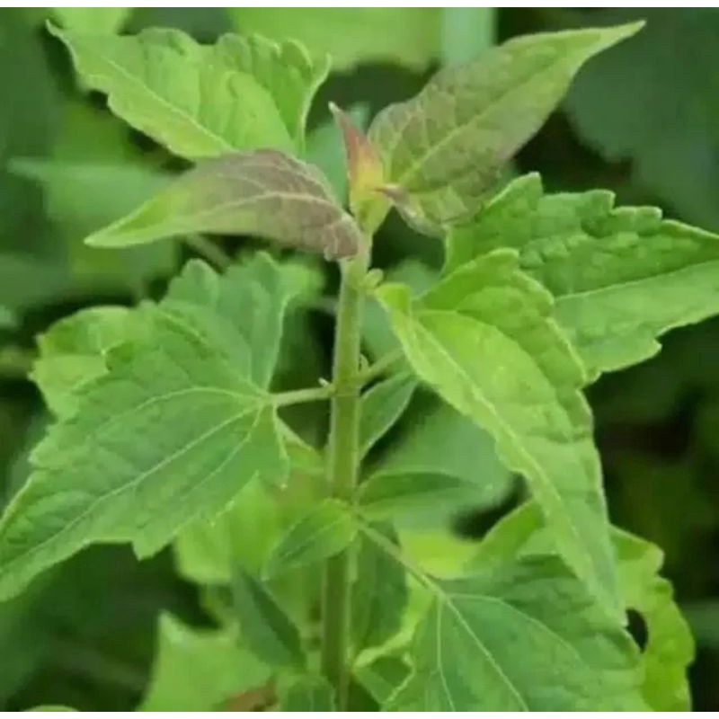

DAUN BALAKACIDA HERBAL SEGAR | DAUN KOPSANDA KANKER SERVIKS (500g)