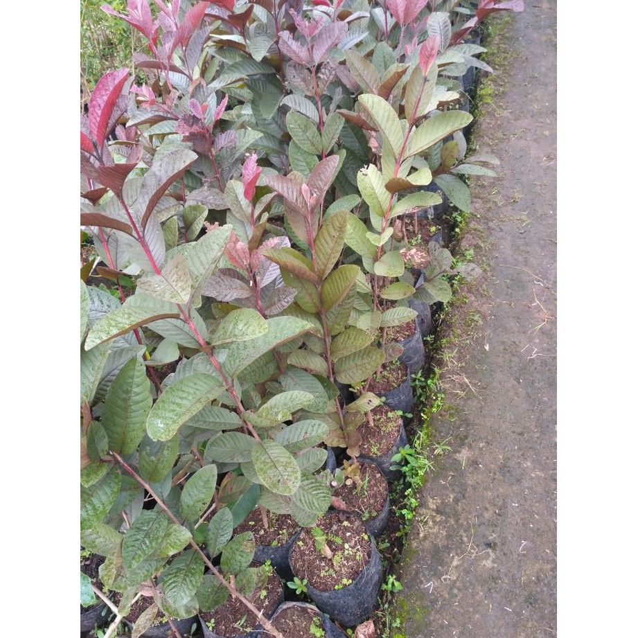 BIBIT TANAMAN BUAH JAMBU BIJI MERAH LAPAK TERBAIK