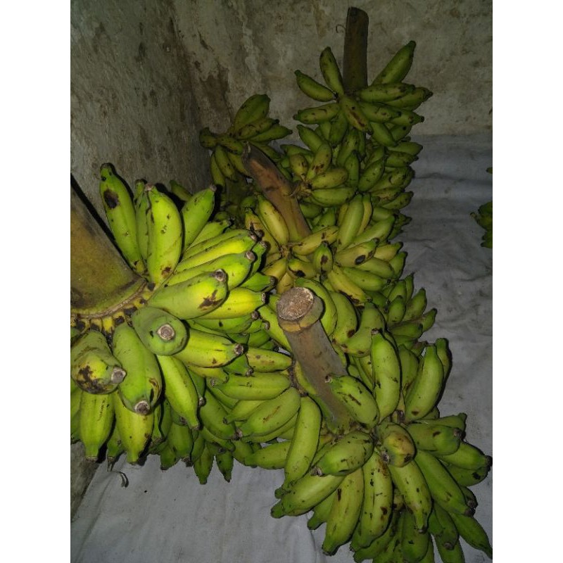 

Pisang Ully pisang Gepok dll