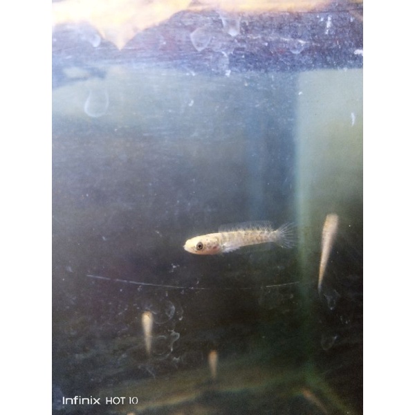 baby limbata cb ukur 3 - 5 cm