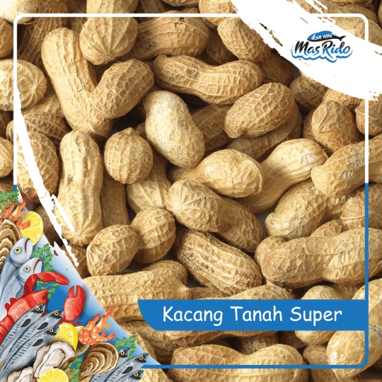 

KACANG TANAH MENTAH BERSIH KWALITAS SUPER HARGA MURAH