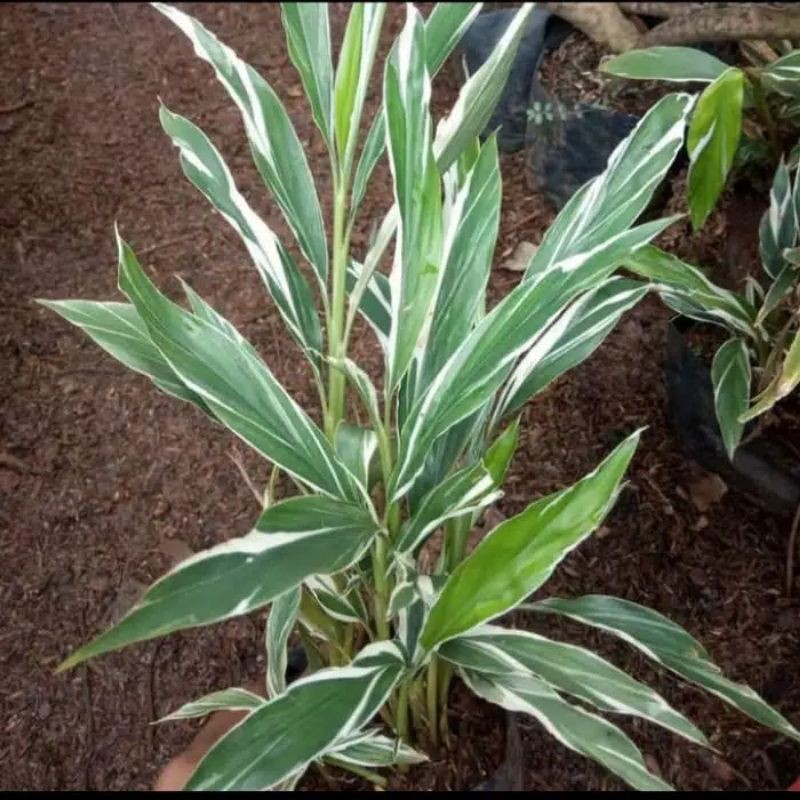 pohon hias onje varigata/kecombrang varigata/tanaman hias