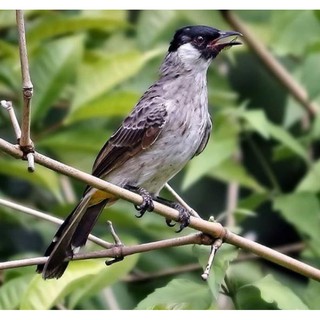 5500 Gambar Burung Kutilang Kartun Gratis Terbaru
