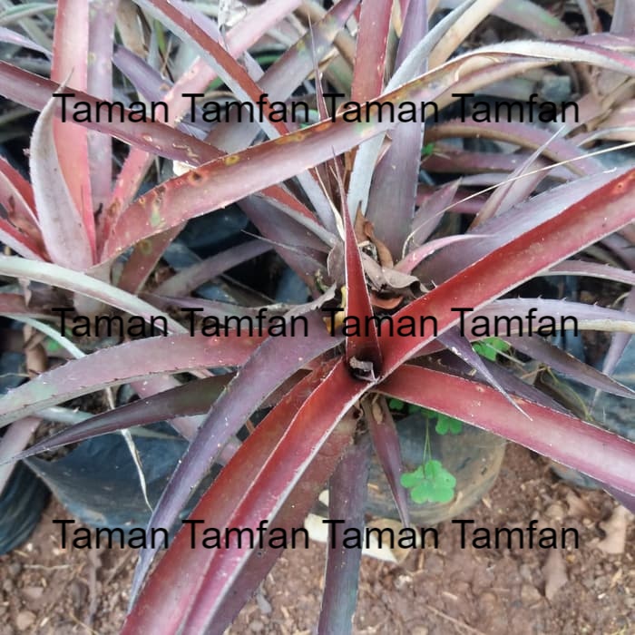 tanaman hias nanas merah