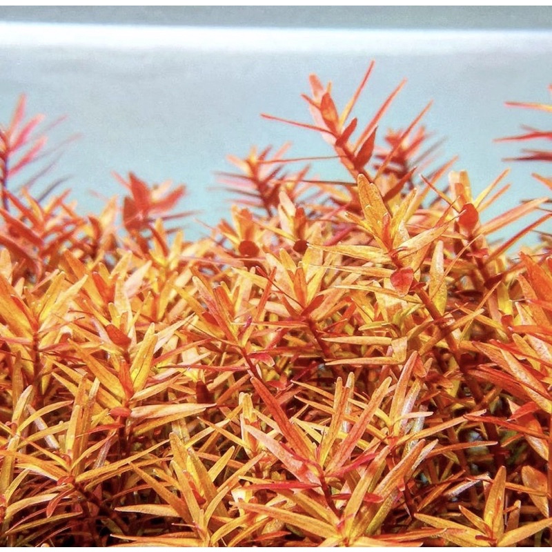 Rotala orange juice - tanaman aquascape