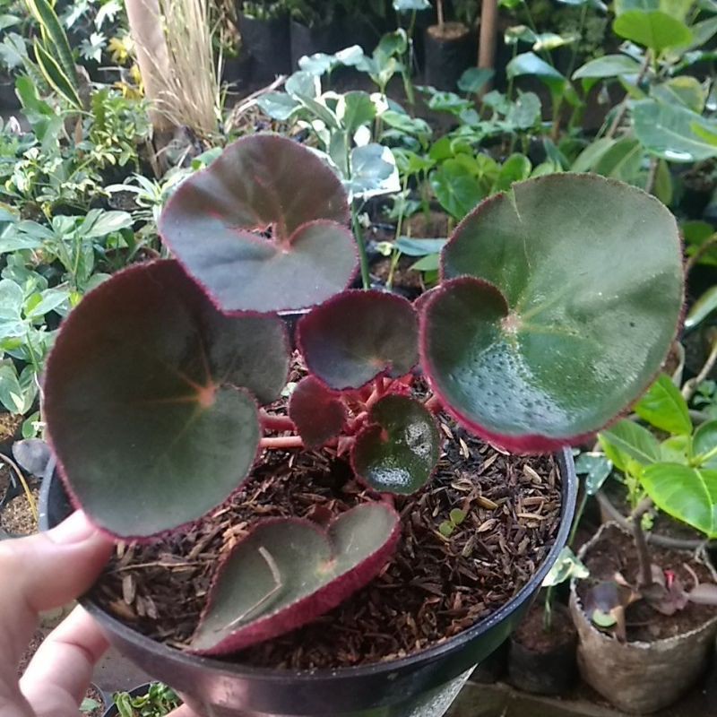 TANAMAN HIAS BEGONIA KARPET