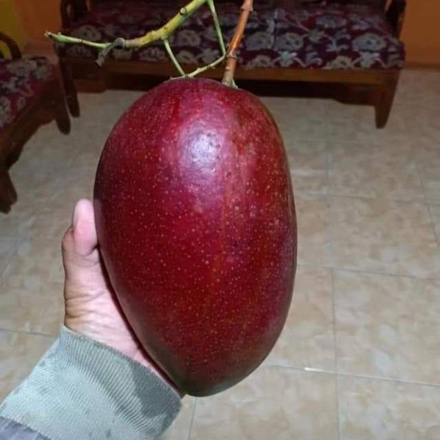 BIBIT MANGGA YUWEN MERAH UNIK MANIS