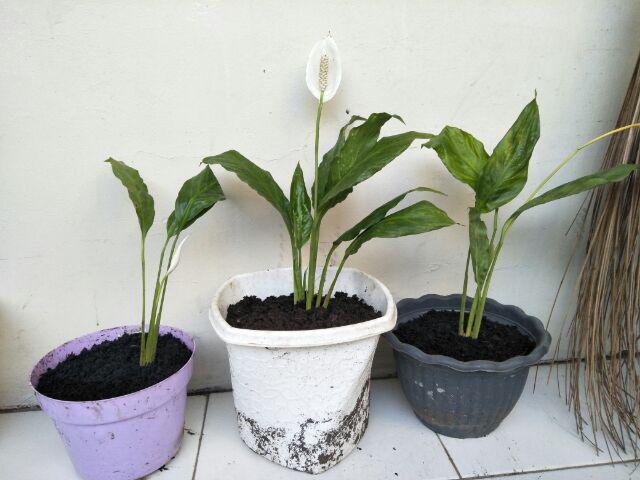  Tanaman  Hias Bunga Peace Lily Atau Spatuphilum Shopee 