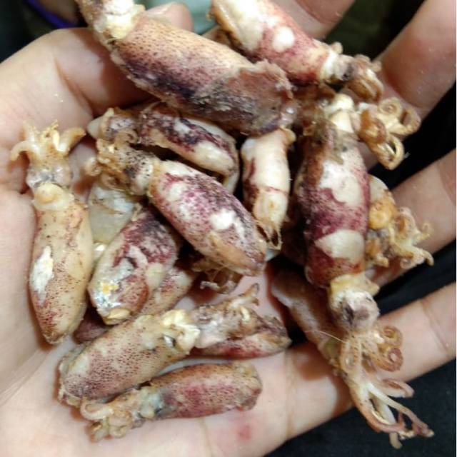 

Cumi / sotong telur uk 2-5cm stok terbatas 500gram