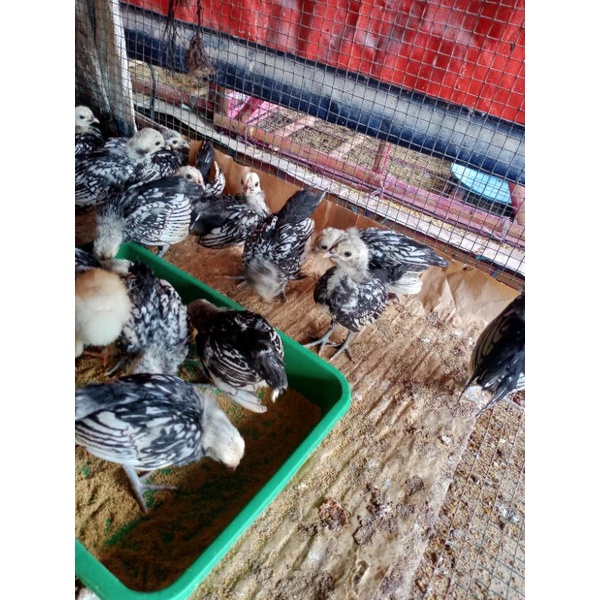 

anak ayam batik