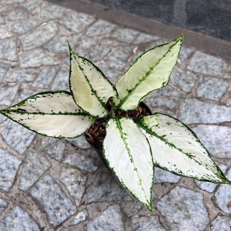 Aglonema Siam paragon