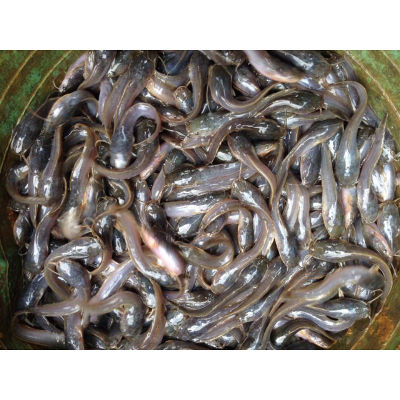 bibit ikan lele ukuran 5-6cm murah