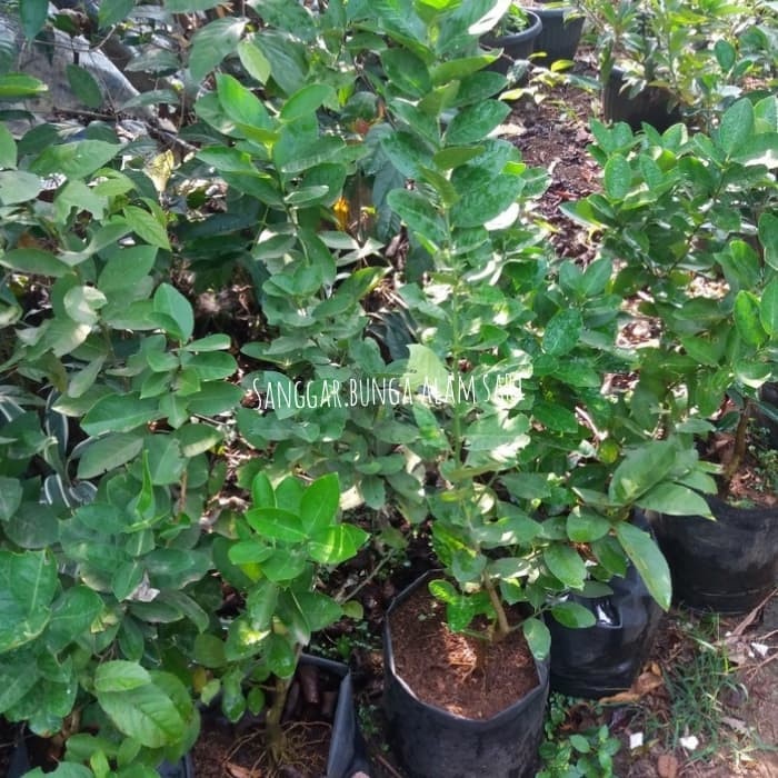 TANAMAN JERUK NIPIS / BIBIT BUAH JERUK NIPIS