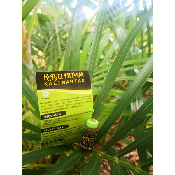 minyak kayu hitam kalimantan