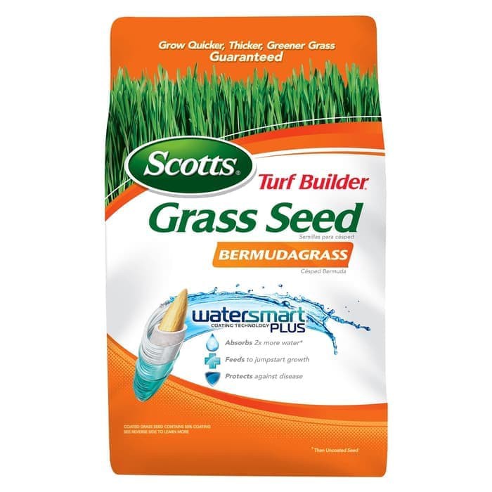 Benih rumput bermuda grass - bermuda grass scott 1kg