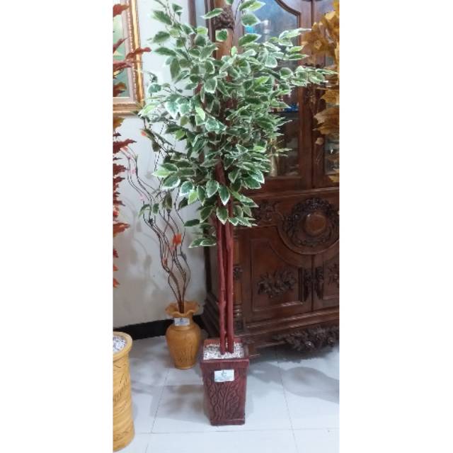 Daun beringin hijau-putih articifial, batang kayu,  pot.