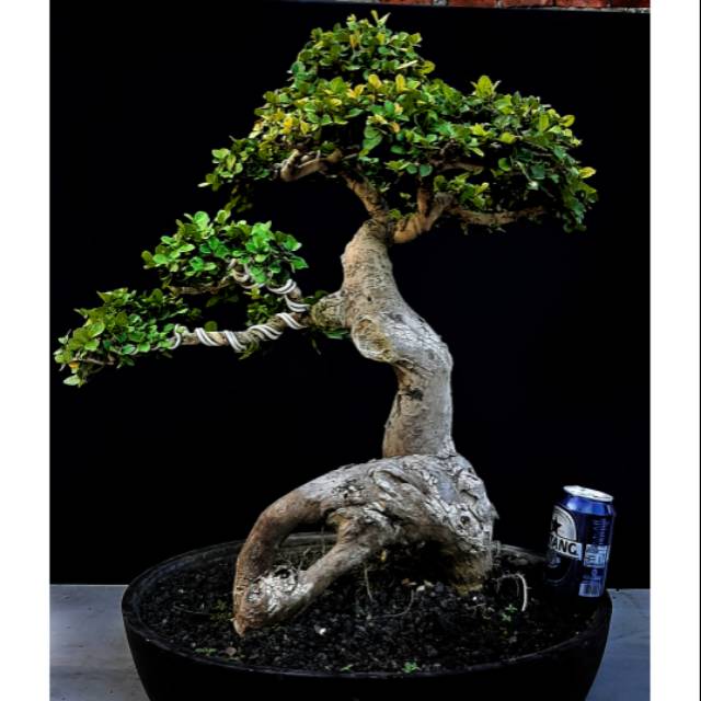 Bonsai pohon Serut