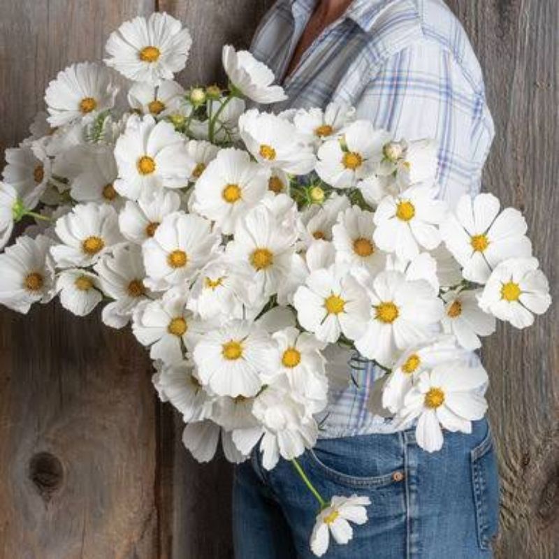 Amefurashi Bibit / Benih / Seeds Cosmos Purity White Flower Cocok Untuk Pemula