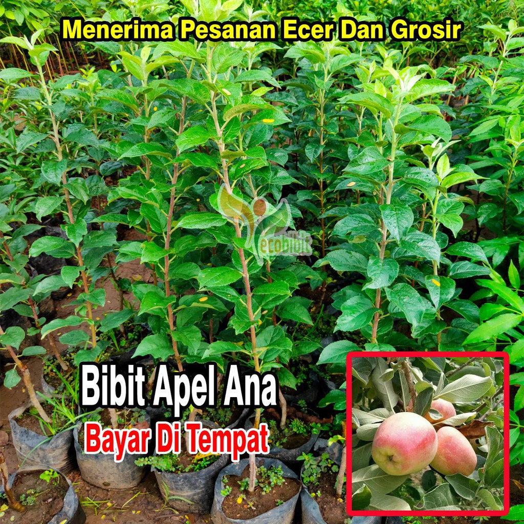 Bibit Apel Anna Merah Dataran Rendah