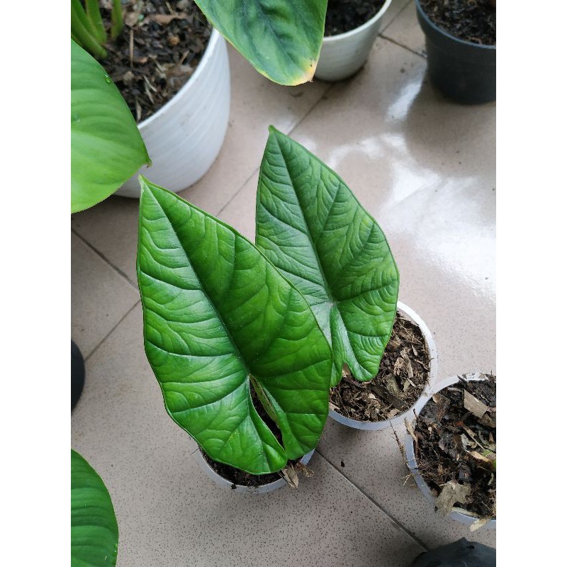 alocasia bisma