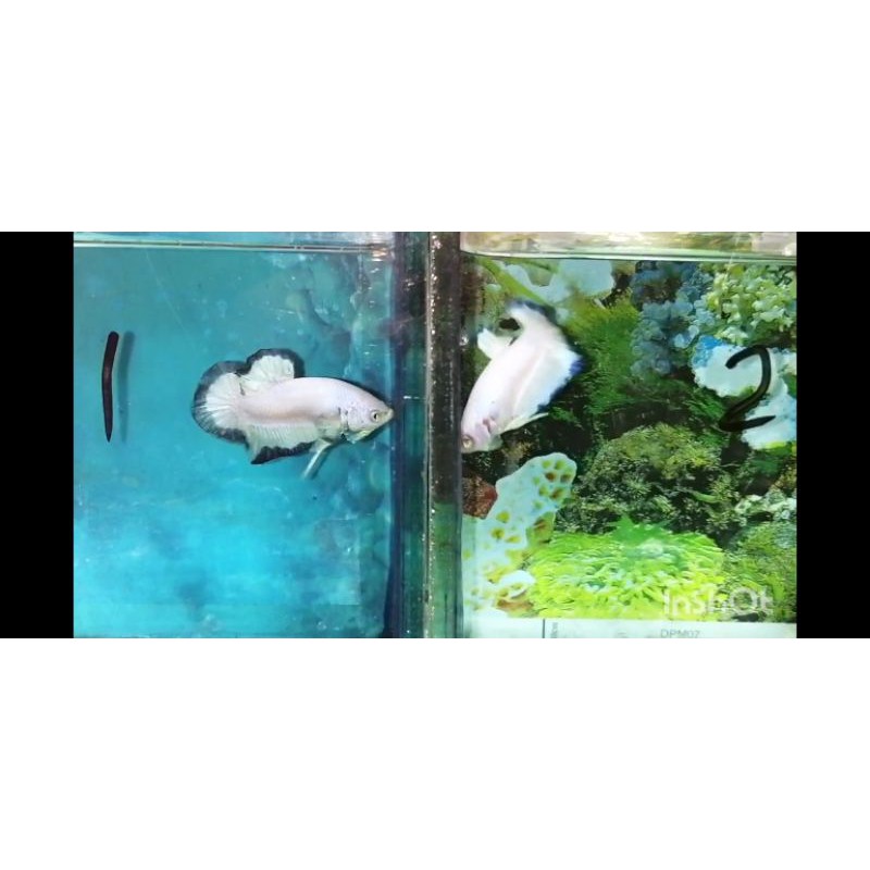 Ikan cupang bluerim cupang hias blue rim betta fish