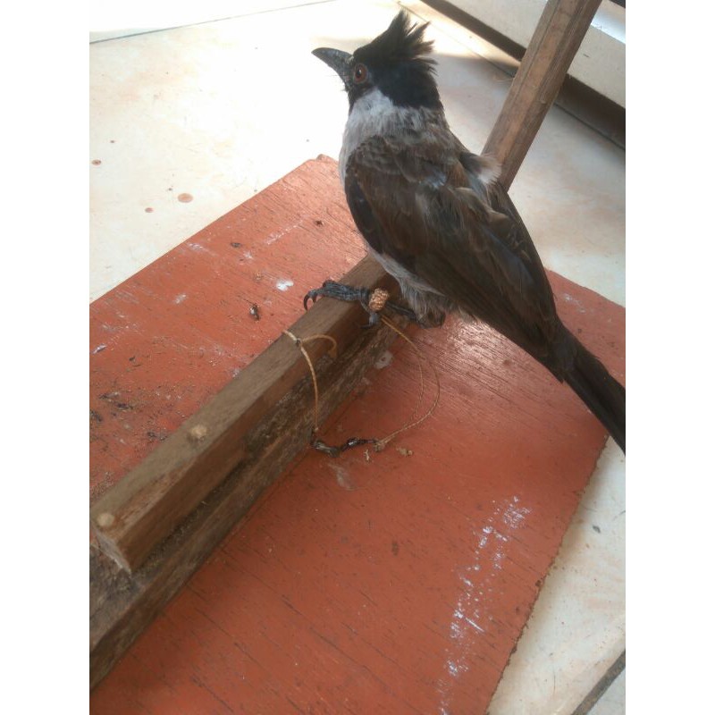 tali pikat burung kutilang