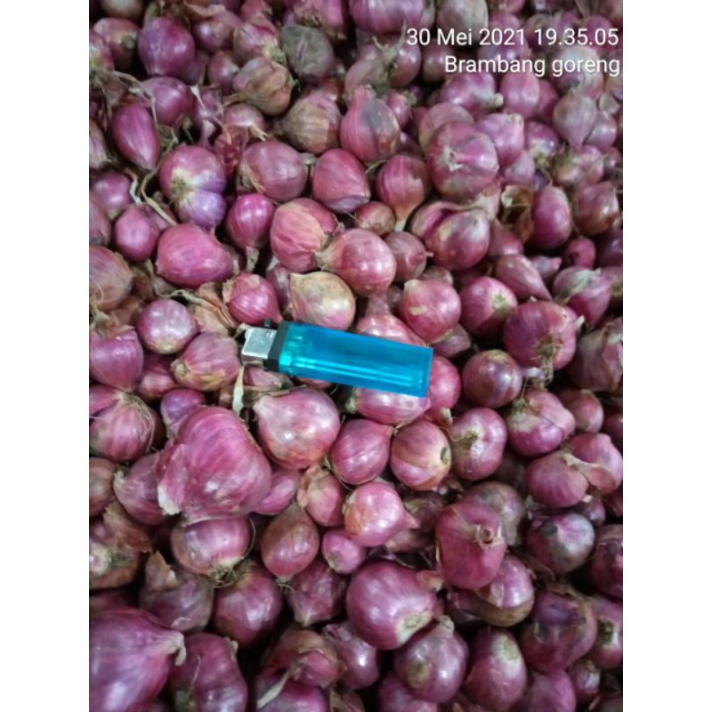 

BRAMBANG SUPER GRADE A Versi BESAR DAN MONTOK