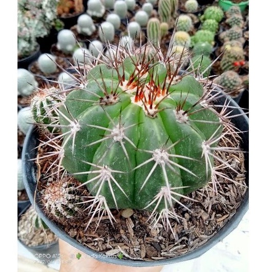 Kaktus melo besar/kaktus ownroot/kaktus pasaman